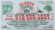 Olague Tree Service & Landscaping