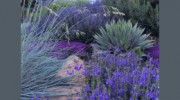 Xeriscape Design