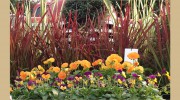 American Turf Landscape & Garden Center